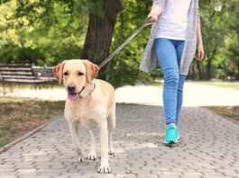 Chủ động phòng, ngừa bệnh dại – Chung tay bảo vệ sức khỏe cộng đồng